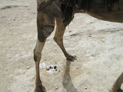 "The shitting Camel" (c) Mohammad Farid