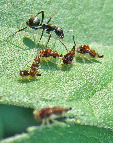 Flickr (c) Unhindered by Talent